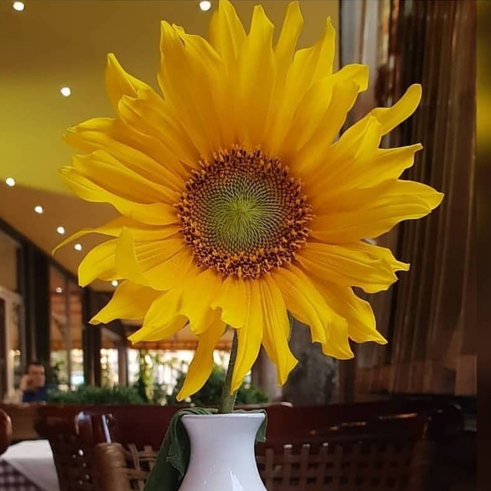 Meet your Posher, Lisa